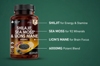 New Leaf Shilajit Sea Moss Lions Mane - Key Benefits